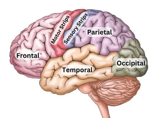 Brain map illustration identifying the different parts of the brain